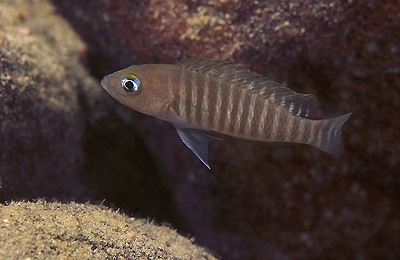 Neolamprologus multifasciatus 'Kala'